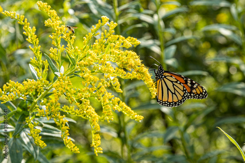 Bild auf Leinwand Monarch Butterfly Monarch Butterfly on Tall Goldenrod A1R_9264