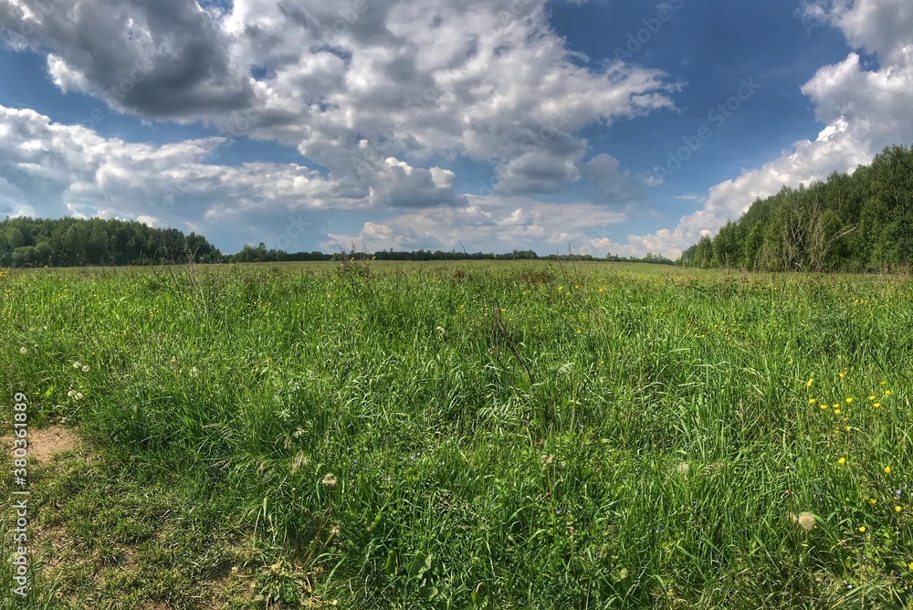 grass and sky grass and sky