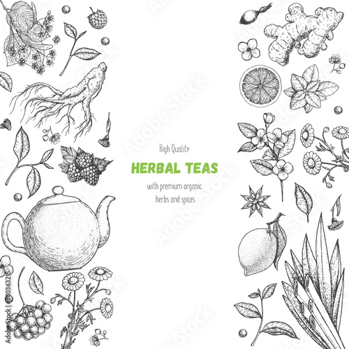 Tea shop vector illustration. Vector design with herbal tea ingredients. Healthy food and drink set. Hand drawn sketch collection. Engraved style frame.