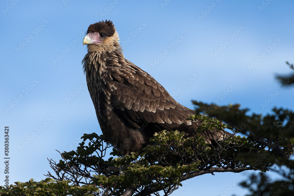 Southern Crested Caracara (Caracara plancus) perching on branch Southern Crested Caracara (Caracara plancus) perching on branch