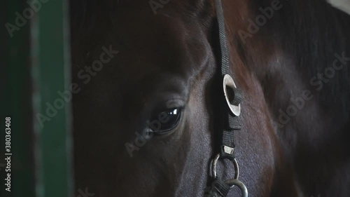 Close up eye of beautiful brown horse. View on thoroughbred horse muzzle standing in stable. Sad animal looking into camera. Slow motion photo