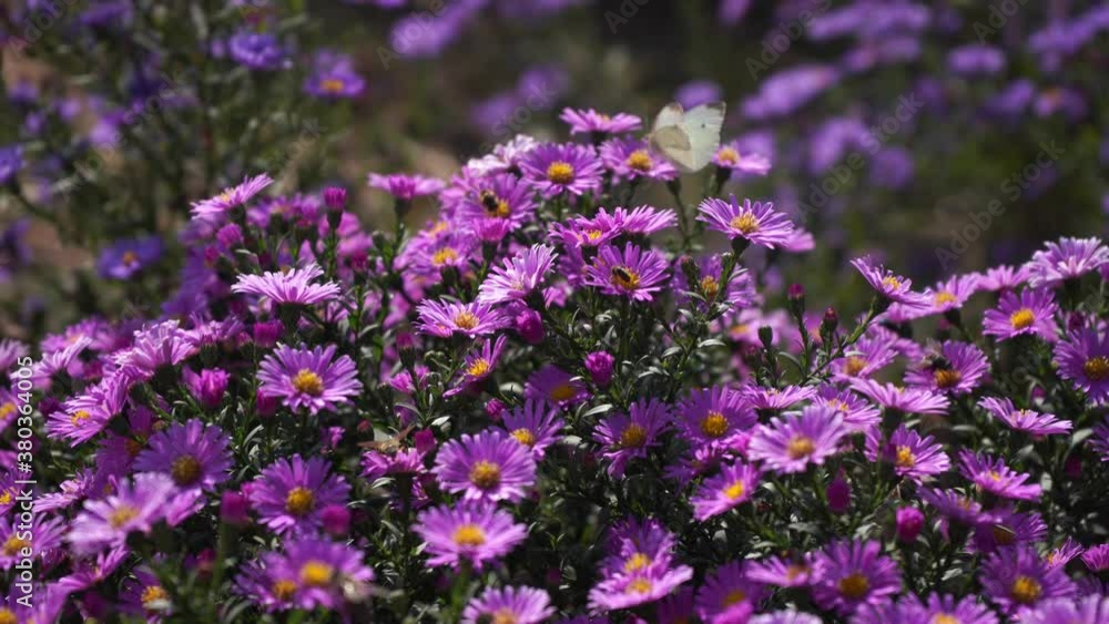 Purple new england asters. Wild deep purple flowers in the field Purple new england asters. Wild deep purple flowers in the field