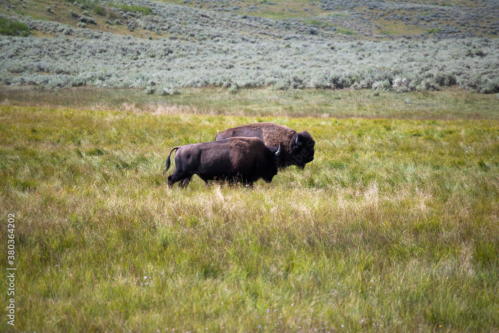 Two buffalo grazing Two buffalo grazing
