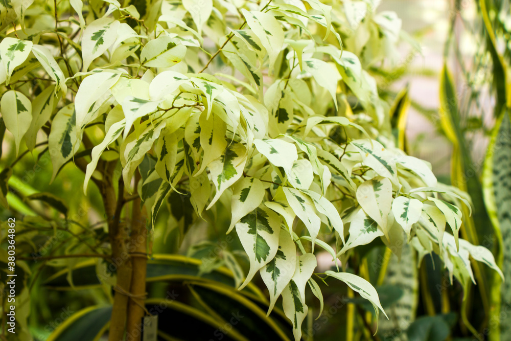 Obraz premium Orangery tropical plants and growth in Tbilisi botanical garden
