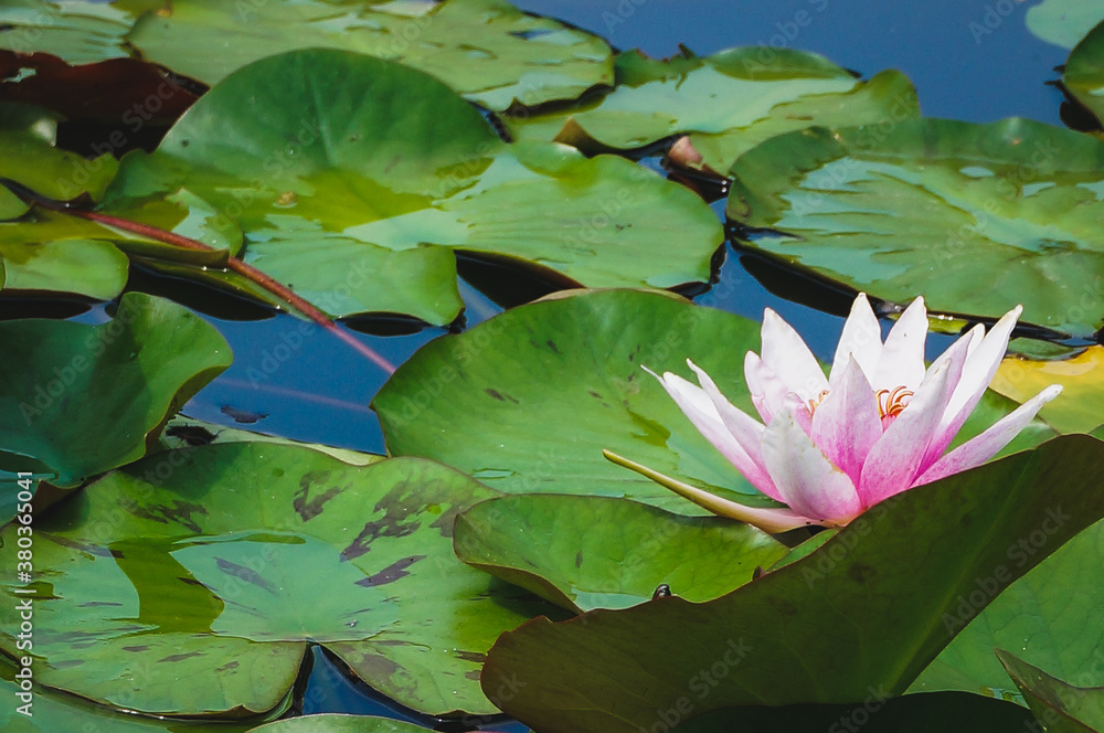 Lily pads with one pink waterlily Lily pads with one pink waterlily