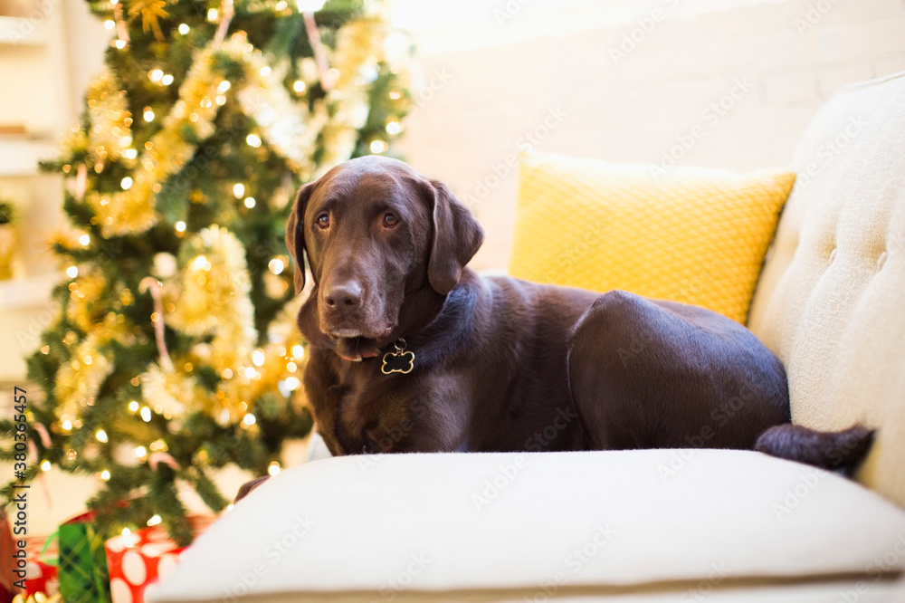 Chocolate Labrador relaxing on sofa at Christmas Chocolate Labrador relaxing on sofa at Christmas