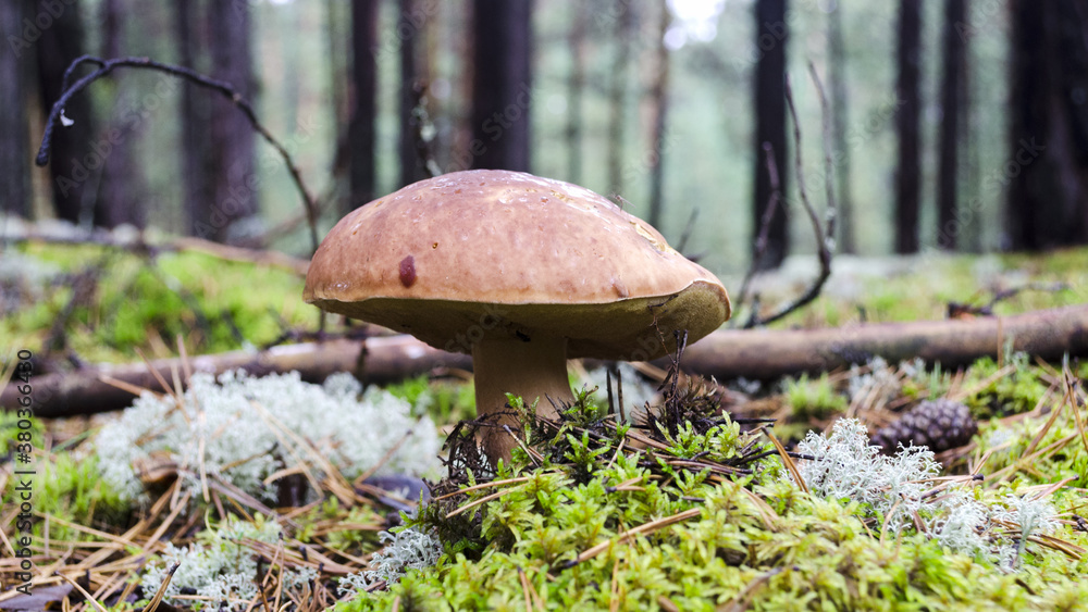 white mushroom close up in coniferous forest blurred background Boletus edulis white mushroom close up in coniferous forest blurred background Boletus edulis