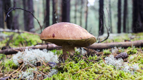 white mushroom close up in coniferous forest blurred background Boletus edulis 