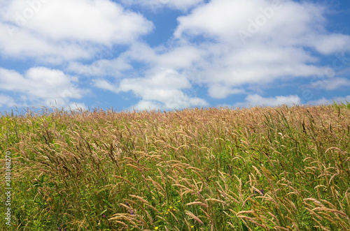 Green meadow photo