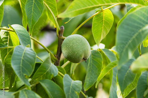 Walnut on a tree on a green background with a copy of space.