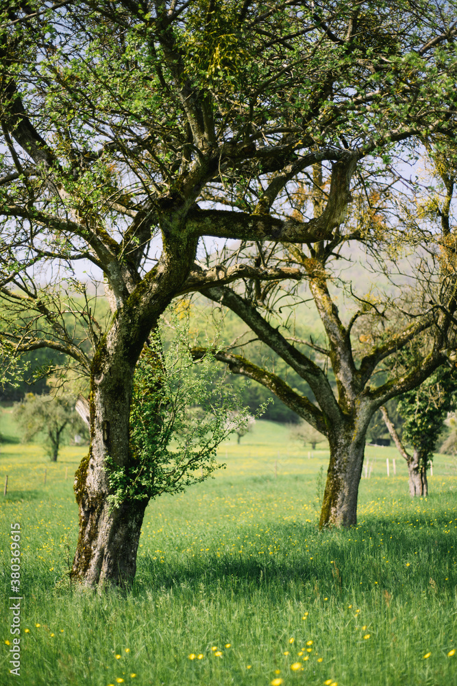 Rural scenery with trees on green meadow in spring Rural scenery with trees on green meadow in spring