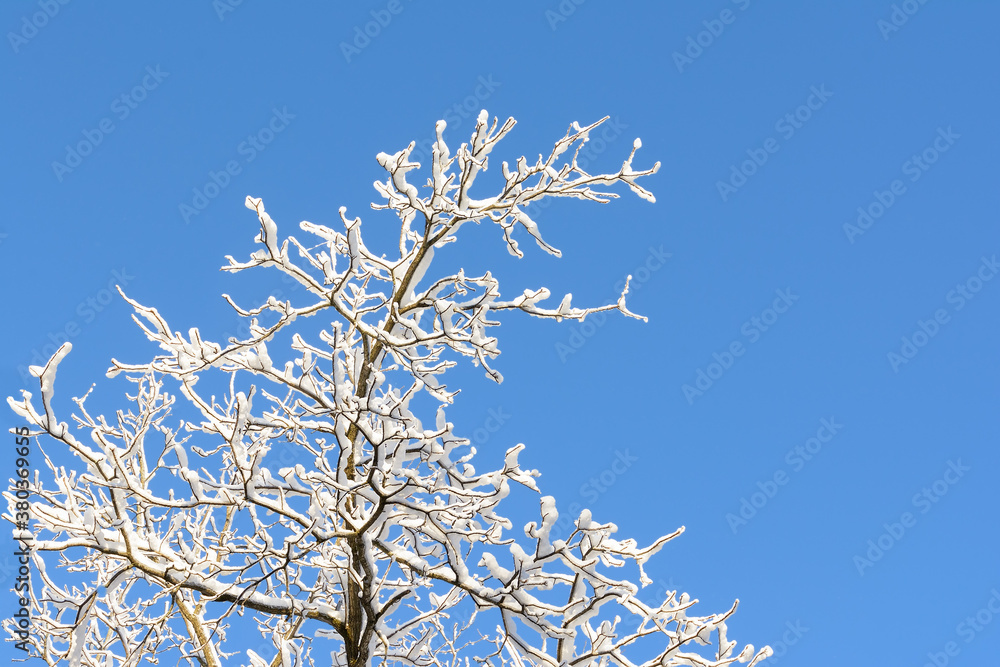 Beautiful bare winter tree covered in snow against a clear blue winter sky Beautiful bare winter tree covered in snow against a clear blue winter sky