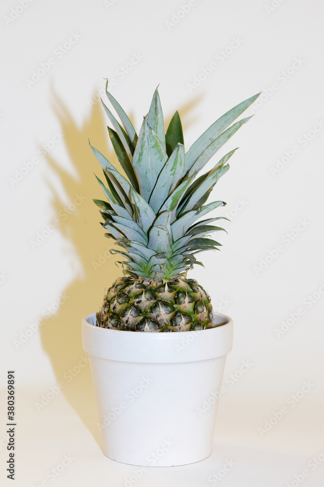 Flashy pineapple potplant Flashy pineapple potplant