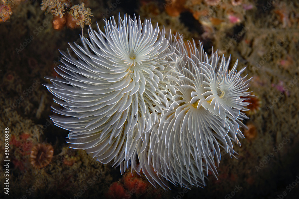 Bispira turneri Bispira turneri