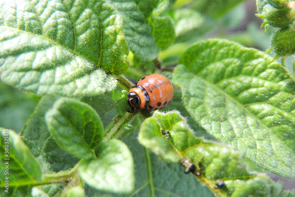 Colorado potato beetle eats potatoes Colorado potato beetle eats potatoes