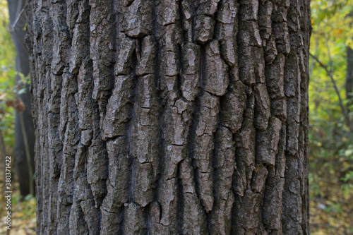wood texture in the forest