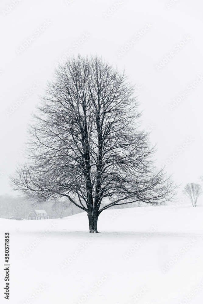 Lone Maple Tree in Winter Landscape Lone Maple Tree in Winter Landscape