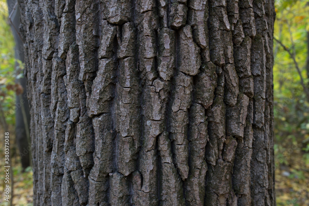 Fototapeta premium wood texture in the forest