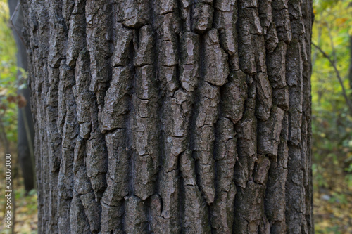 wood texture in the forest