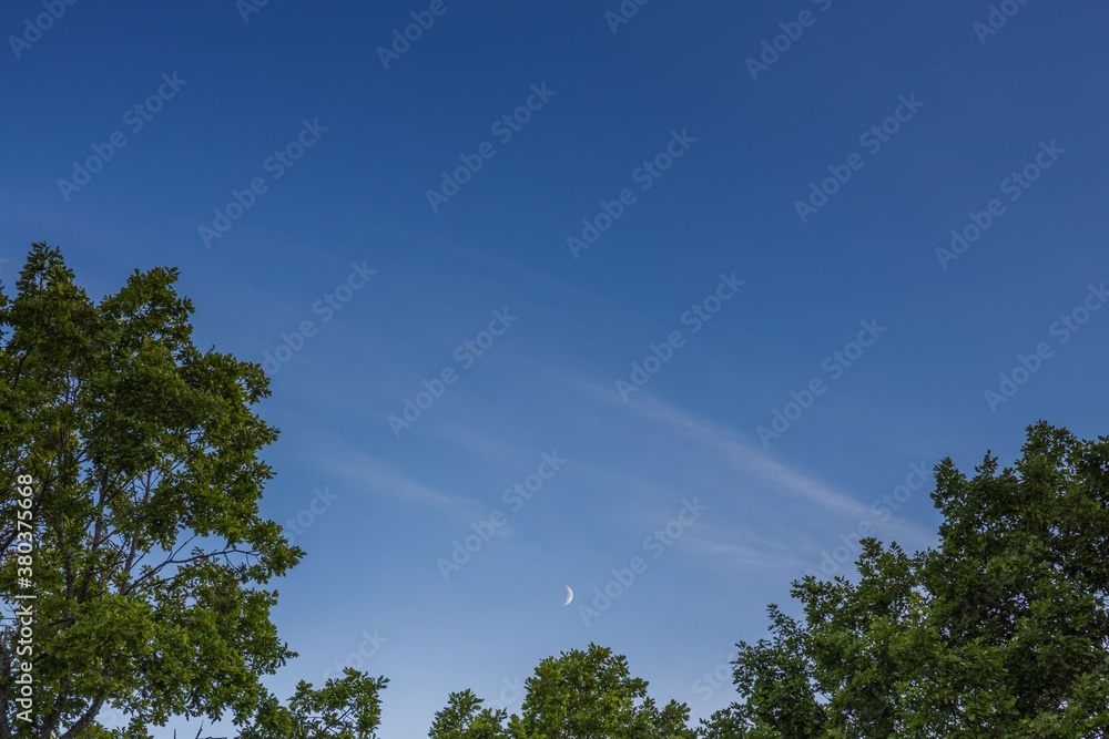 Obraz premium Gorgeous natural background showing green tree tops on blue sky and crescent moon.