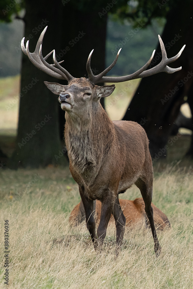 Fototapeta premium Large red stag on the move