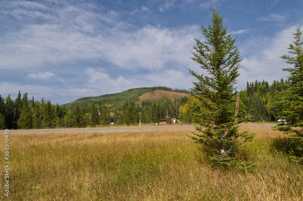 A Tree by a Road in Kananaskis Country