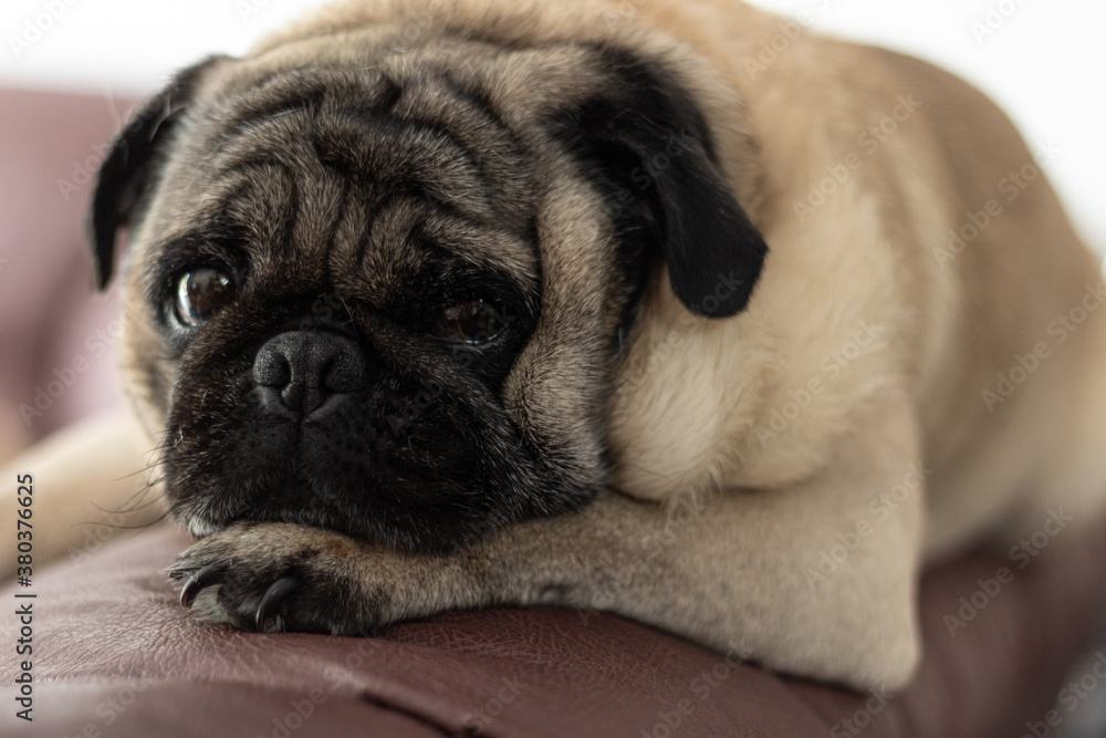 Obraz premium Pet pug
