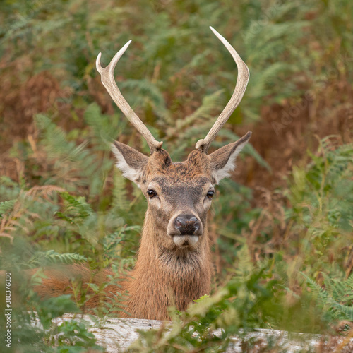 Closeup of a young male red deer