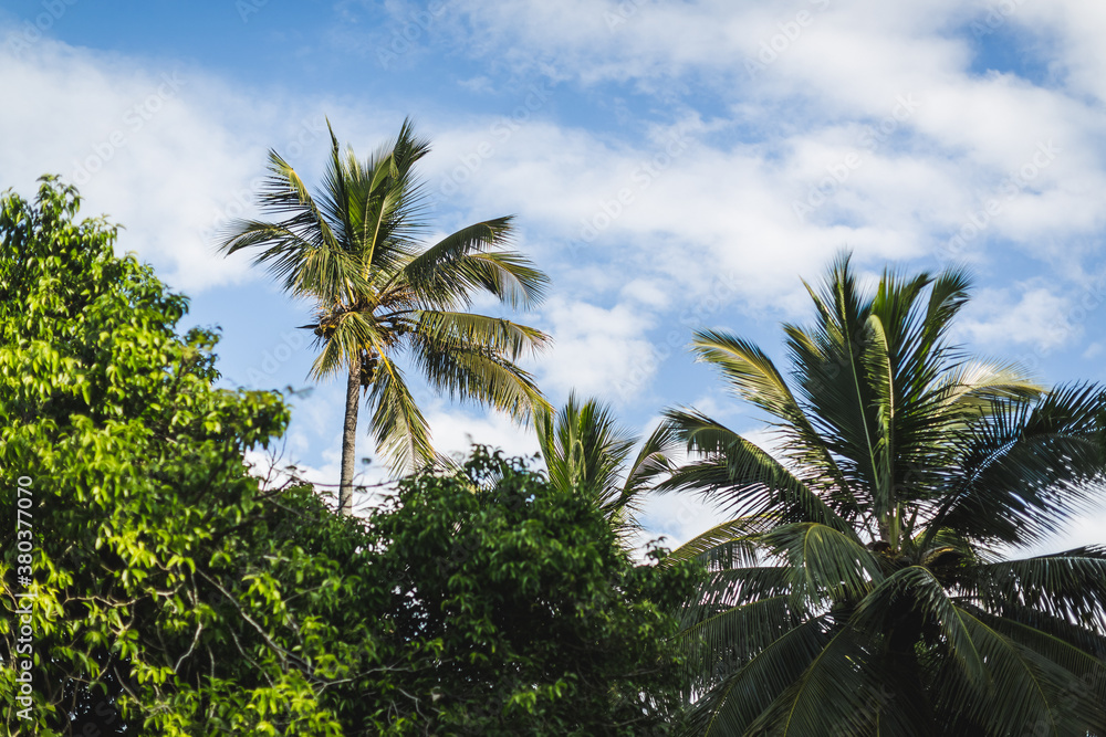Palm tree Palm tree