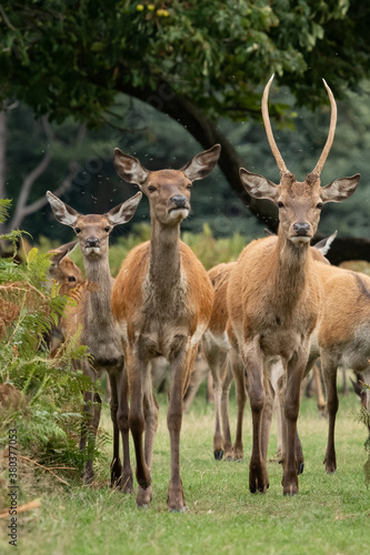 A young male red deer and several female deer