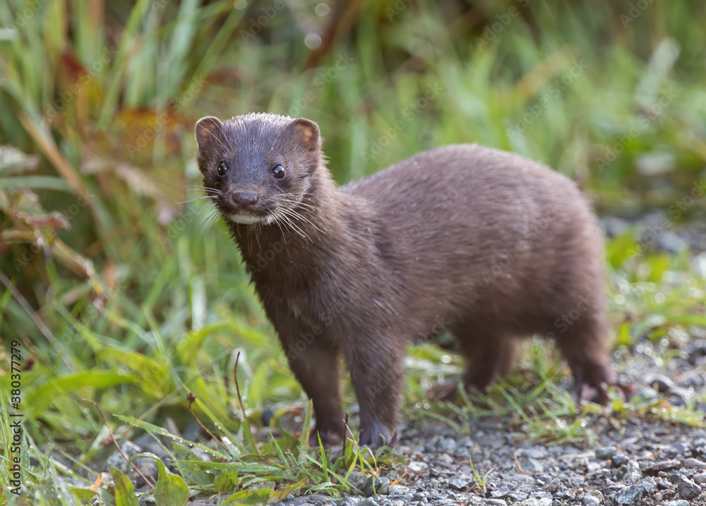 Fototapeta premium An inquisitive American Mink on Vancouver Island