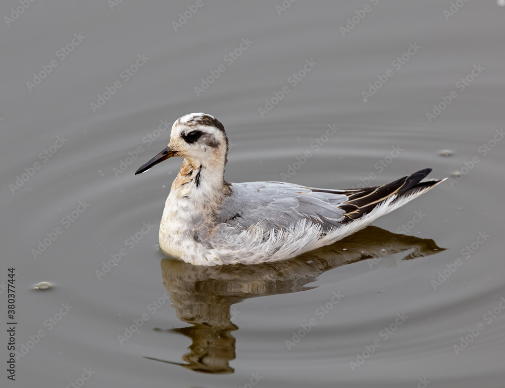 Red (Grey) Phalarope during fall migration Red (Grey) Phalarope during fall migration