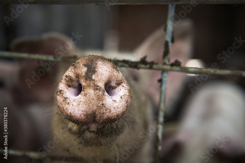 Muddy pig snout sticking out of pigpen on a farm photo