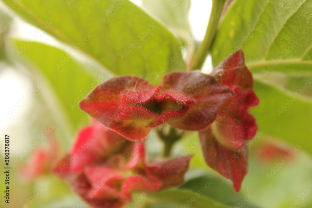 two red leaves looking like kissing lips close-up at a berry plant in the flower garden in springtime