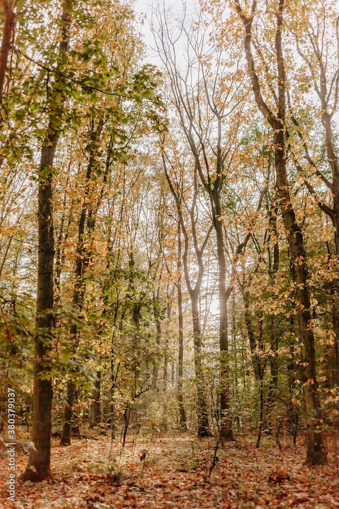 Beech forest in fall colors