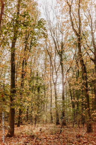 Beech forest in fall colors