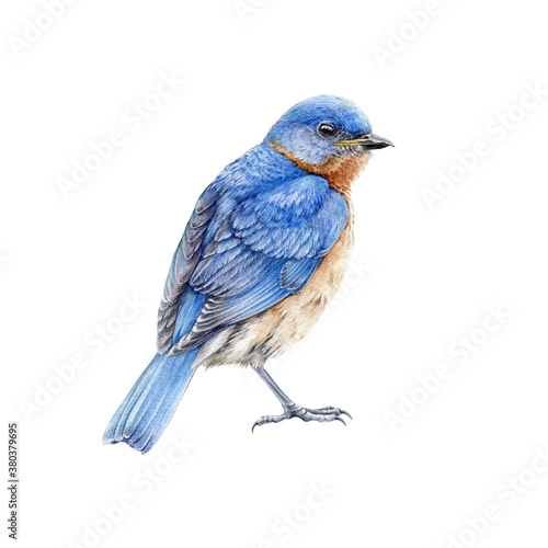 Western blue bird watercolor illustration. Hand drawn North America wild song bird Sialia mexicana. Bluebird close up side view image isolated on white background. Beautiful wildlife animal © anitapol