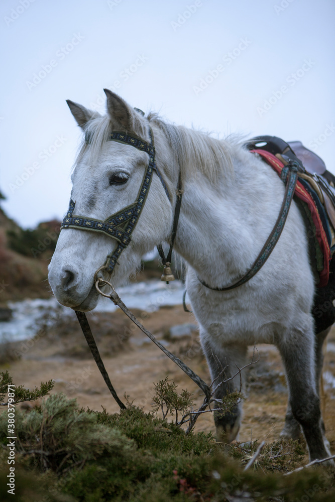 White horse tied to a leash. White horse tied to a leash.