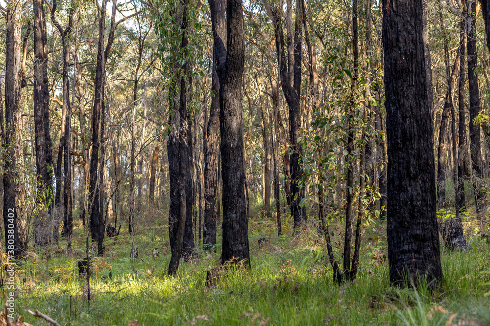 regeneration of nature after a fire, state of Victoria, Australia regeneration of nature after a fire, state of Victoria, Australia