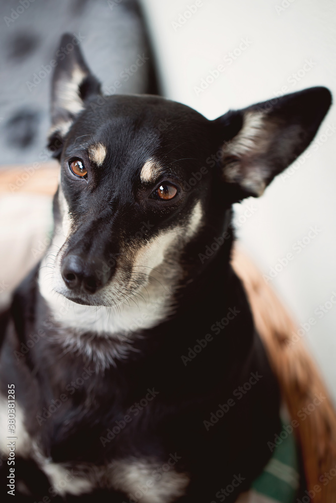 Dumpy little dog sits in kennel with funny bored look Dumpy little dog sits in kennel with funny bored look