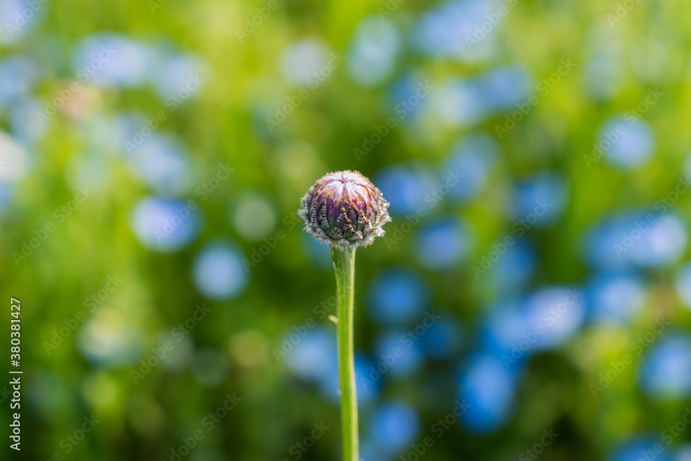 Budding bokeh Budding bokeh
