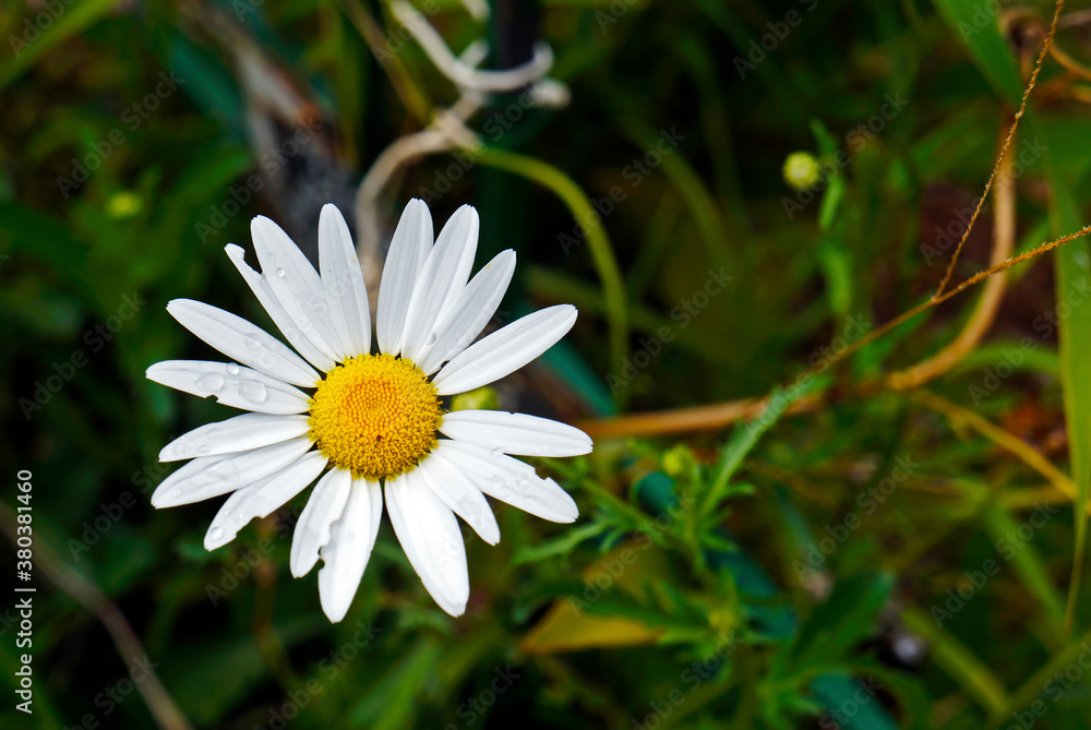 Daisy in the cemetery garden, Tiradentes, Minas Gerais, Brazil Daisy in the cemetery garden, Tiradentes, Minas Gerais, Brazil