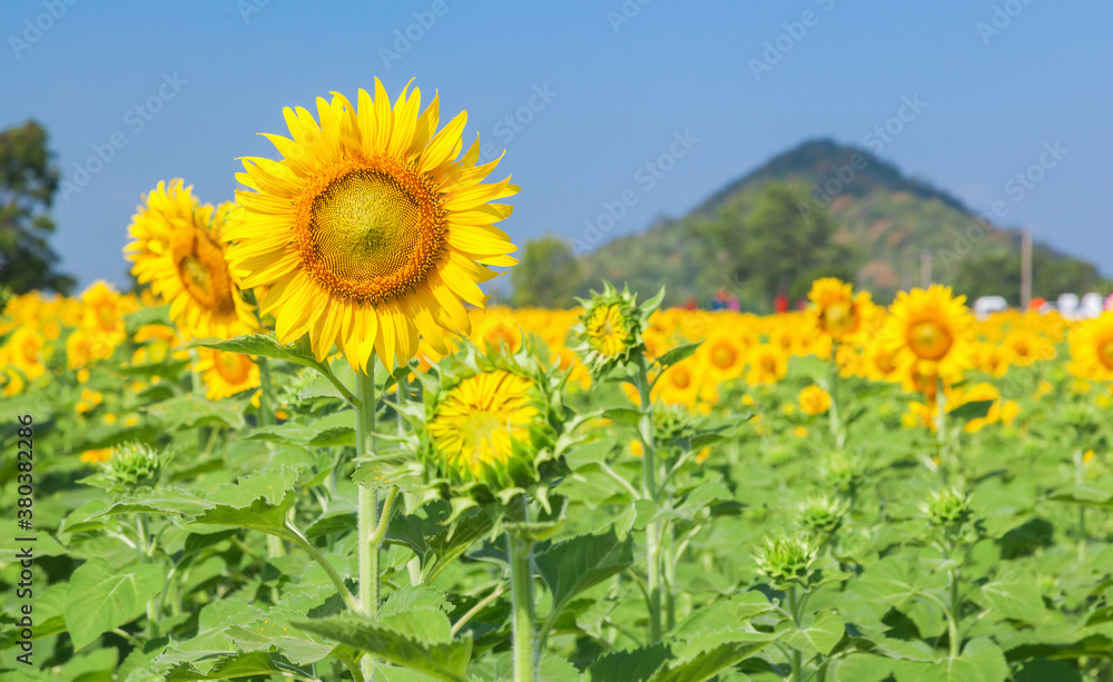 Landscape of natural sunflowers field blooming on blue sky background Landscape of natural sunflowers field blooming on blue sky background