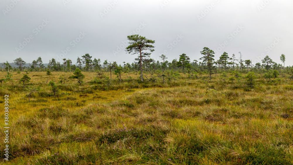 Rainy and gloomy day in the bog, traditional bog landscape with wet trees, grass and bog moss, foggy and rainy background