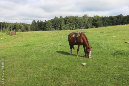 horse in rural field near mill