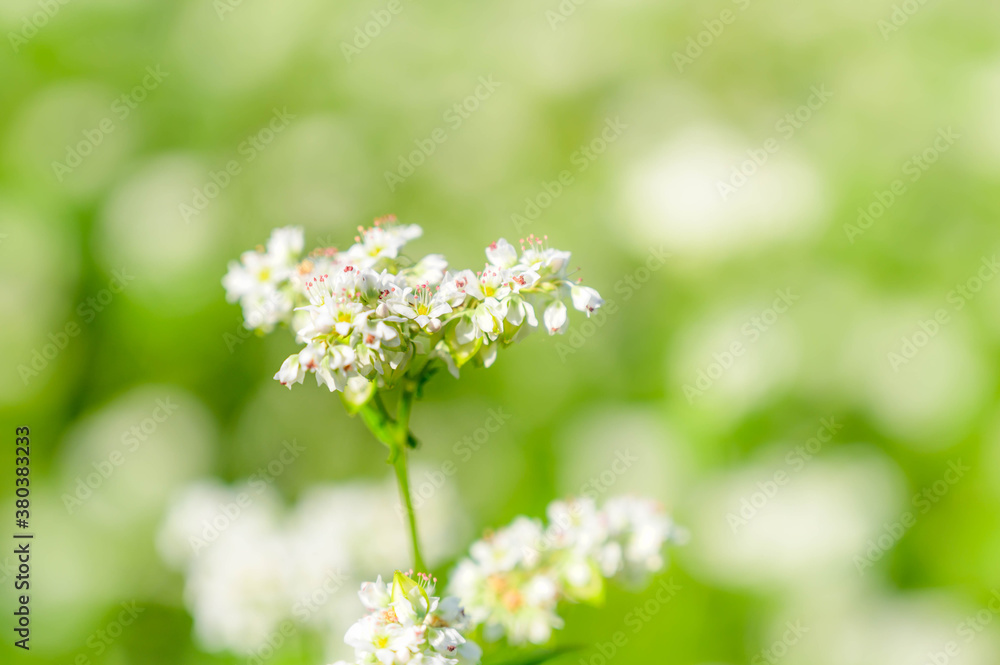 そばの白い花
