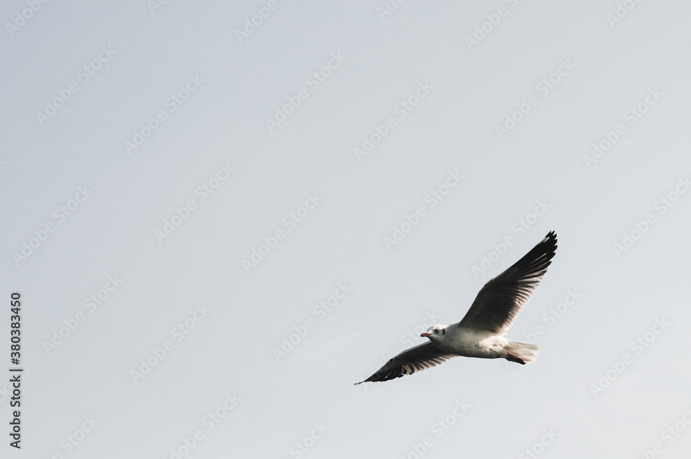 Seagull flying in the sky. Selective focus Seagull flying in the sky. Selective focus