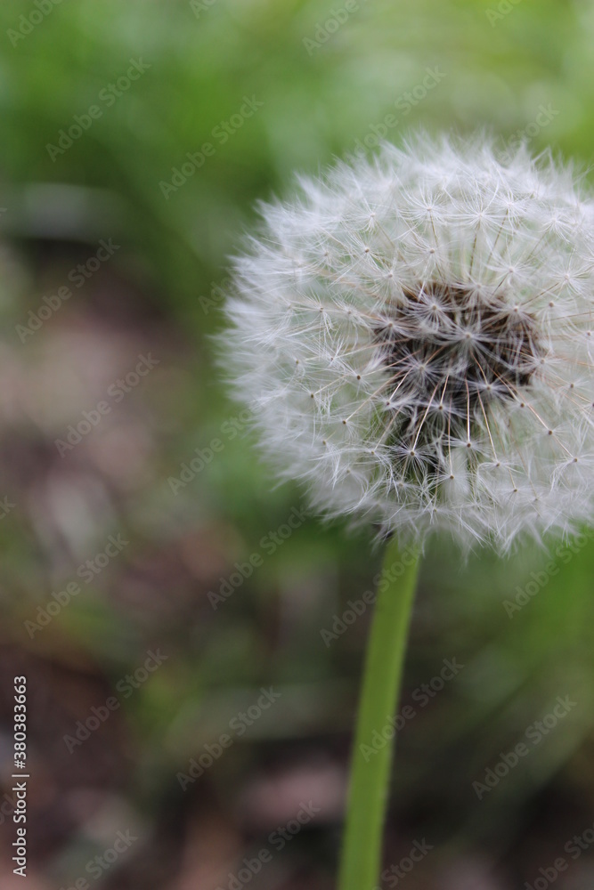 Fototapeta premium dandelion