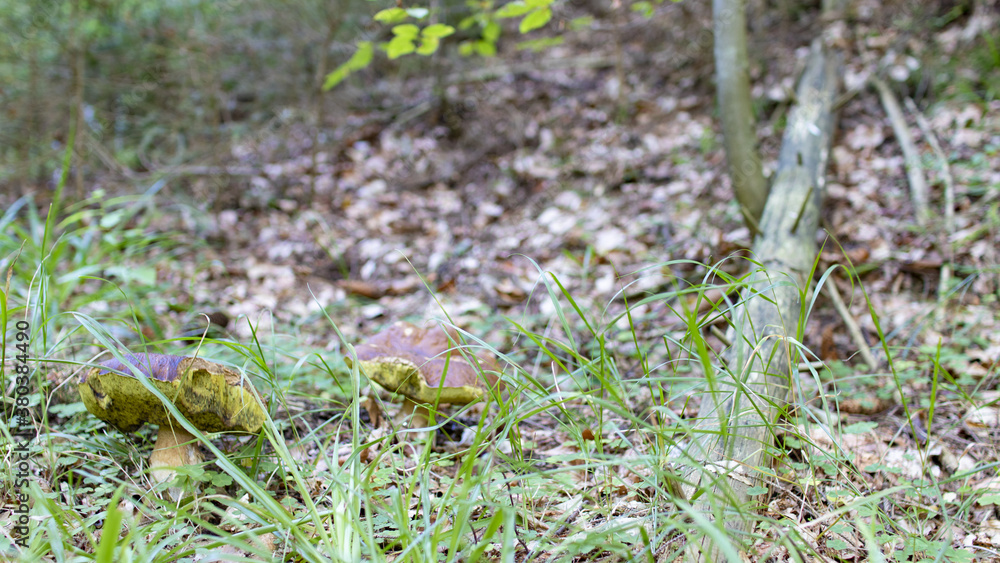 Group of edible and large mushrooms in the forest.