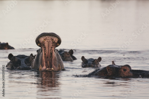 Hippo with open muzzle